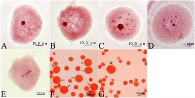 Effects of Colchicine on Populus canescens Ectexine Structure and 2n Pollen Production